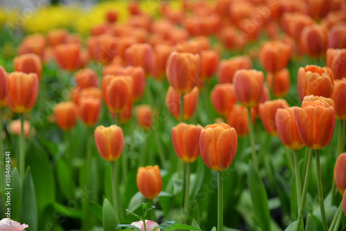 Beautiful Orange Tulips Blooming in the garden. 