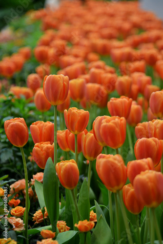 Beautiful Orange Tulips Blooming in the garden. 