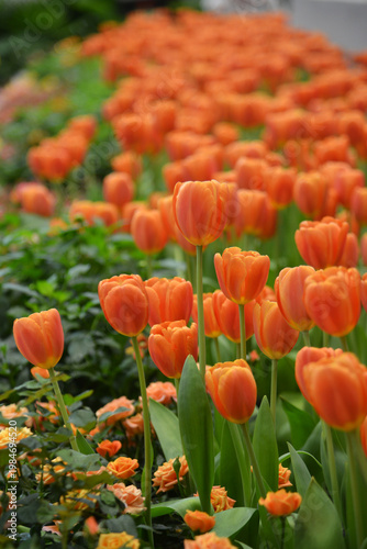 Beautiful Orange Tulips Blooming in the garden. 