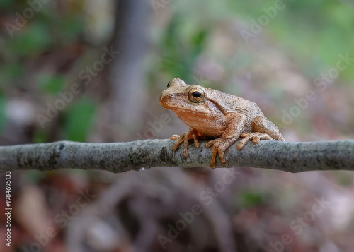 Spring Peeper (Tree Frog)