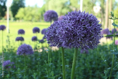 Single blooming purple allium flower standing tall against a soft, sunlit green background, captured with shallow depth of field .