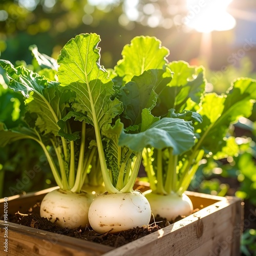 Turnips with green leaves in a wooden box, backlit by sunlight