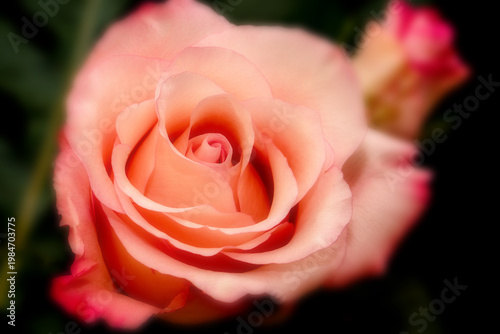 Rosenblüte makro romantisch soft