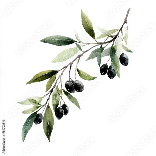 Watercolor olive branch illustration with leaves and black olives on white background for design, print, fabric, and backgrounds