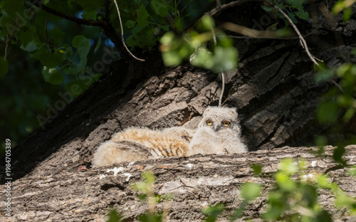 Pair of Cute Great Horned Owl Owlets in Spring in Arizona
