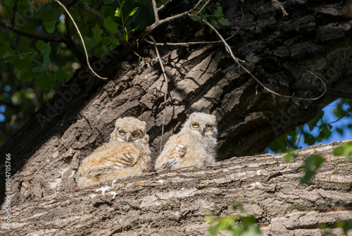 Pair of Cute Great Horned Owl Owlets in Spring in Arizona