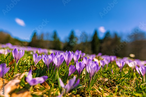 Krokusblüte - Krokusse - Hündle - Allgäu - Oberstaufen - Frühling