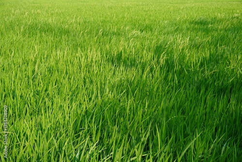 Photos Lush Green Paddy Field Swaying in Rural Countryside