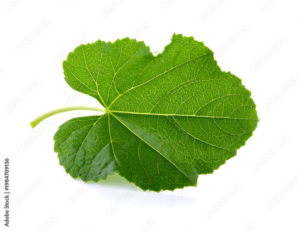 Fototapeta premium Single Green Leaf.