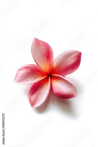 Pink frangipani bloom on clean white surface