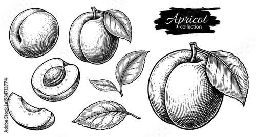 Apricot fruit and leaves in vintage engraving style