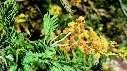 A detailed close-up of green feathery leaves and fading yellow-to-brown blossoms on a hillside tree in Mukteshwar, Uttarakhand, India, with a softly blurred forest backdrop.