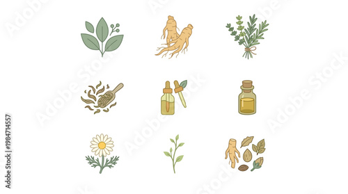 Herbal medicine illustrations show various plants and bottles of oil on a white background closely.