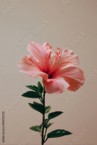 Soft pink hibiscus blooms against muted beige background