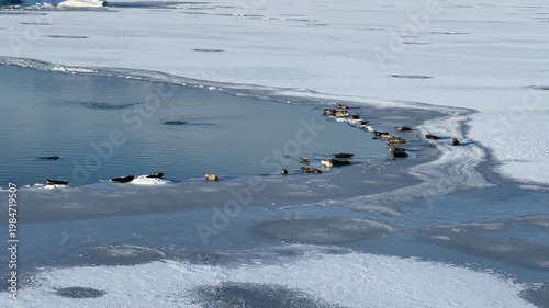 Seals at Jökullsarlon glacier lake in southern Iceland