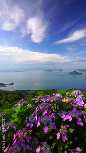 紫雲出山のアジサイと粟島などの島々と箱浦港