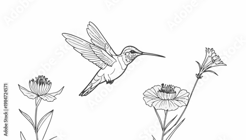 A detailed line drawing of a hummingbird hovering near three flowers, showcasing botanical elements