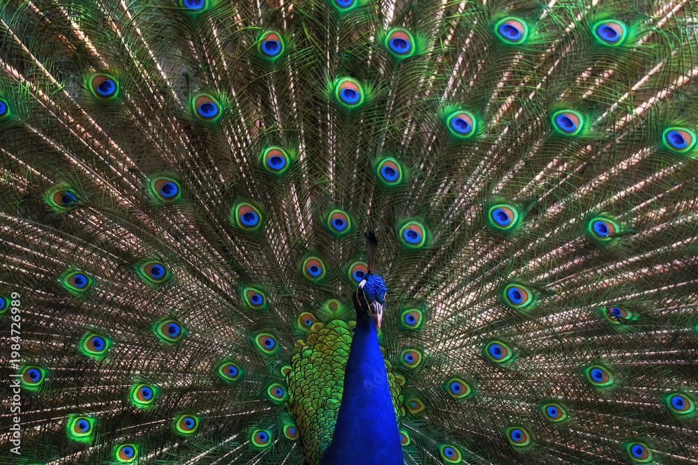Obraz premium Bright With My Feathers