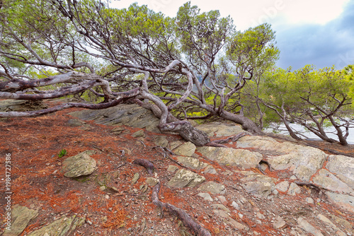 Wind bent pine trees on coastal trail near Cadaques, Spain