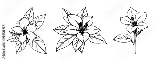 Oleander flower set with hand-drawn organic art featuring waxy leaves, single bloom, illustration with botanical and floral