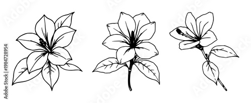 Oleander flower set with hand-drawn organic art featuring waxy leaves, single bloom, illustration with botanical and floral