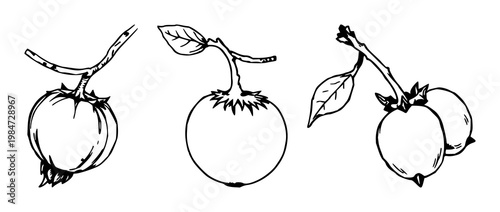 Nightshade berry set with hand-drawn organic single withered illustration featuring fruit, botanical, nature with illustration and watercolor