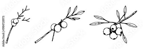 Yew berry set with a single organic art illustration featuring botanical, nature, plant with detailed and natural form