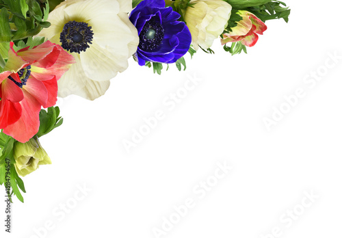 Colorful anemone flowers (r...