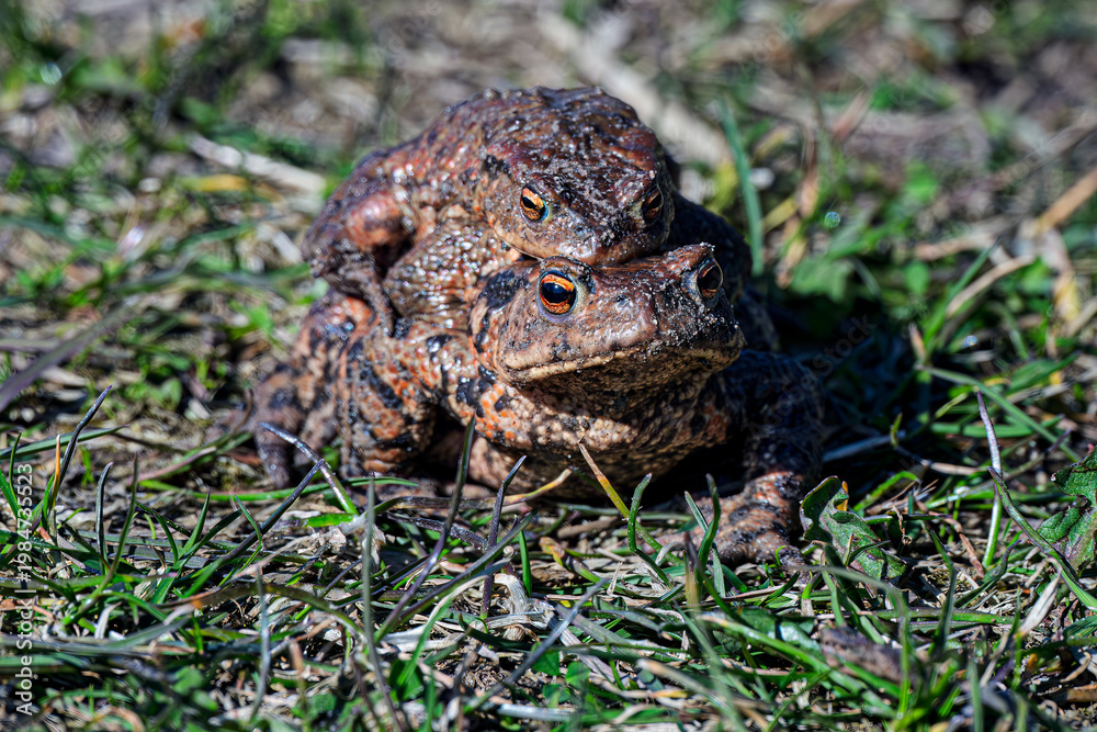 Fototapeta premium frog on the grass