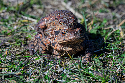 frog on the grass