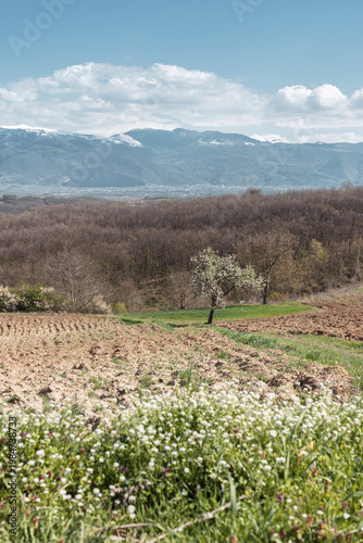 Blooming fields in Rahovec, Kosovo in spring season