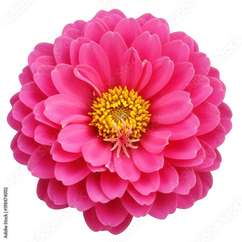 Vibrant pink zinnia flower featuring a bright yellow center with layered petals in full bloom
