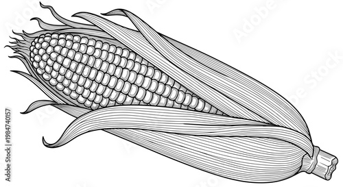 Highly detailed engraving style illustration of a single ear of corn, showcasing textured kernels and layered husks in monochrome for a rustic food design.