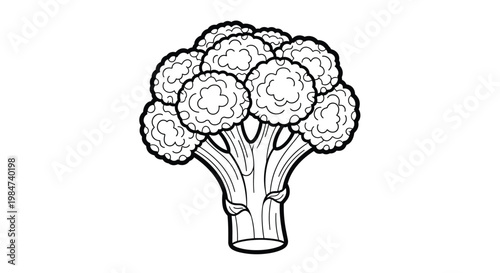 Bold line art illustration of a head of broccoli, focusing on the dense, textured florets and the thick, fibrous stalk for a healthy eating concept art.