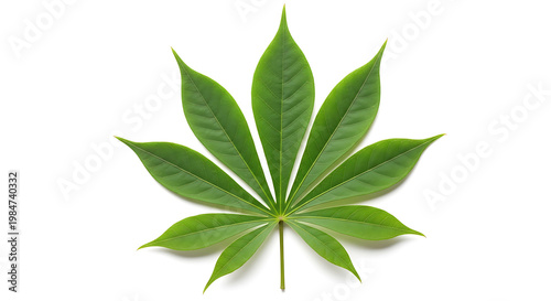 Single green palmate leaf isolated on white background with leaf pattern leaf texture leaf shape isolated background botanical vegetation close up natural background