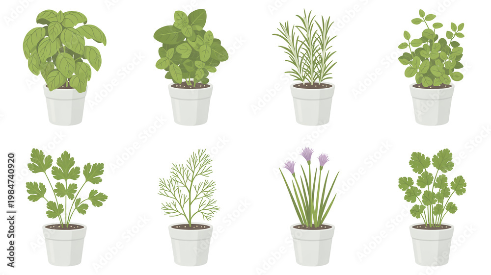 Fototapeta premium A set of eight potted herbs arranged in two rows against a white background.