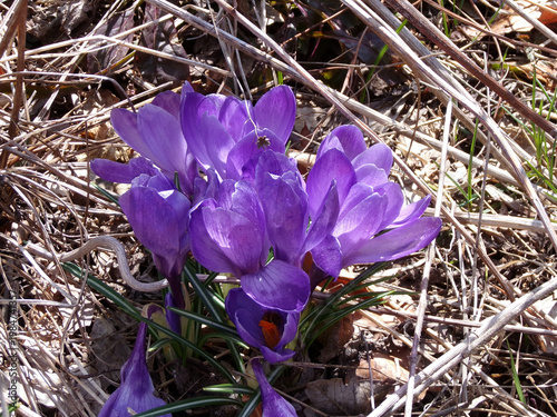 First spring flowers