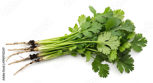 Fresh bunch of cilantro with roots culinary herb white background cilantro coriander ingredient culinary vegetable aromatic fragrant isolated agriculture