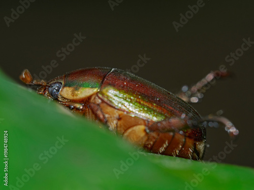 Asian Beetle on plant leaf
