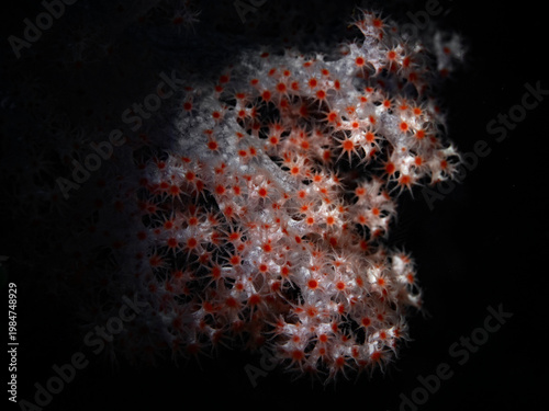 Coral polyps in the spotlight
