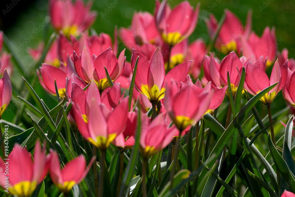 Obraz premium Vibrant pink tulips bloom in spring sunlight at a peaceful garden