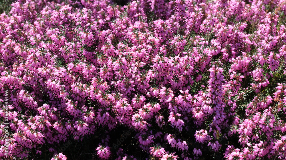 Obraz premium Vibrant pink blossoms dance in the warm sun of springtime garden