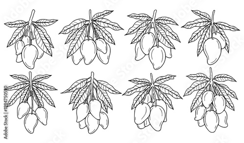 Mango tree set hanging mango fruit branch leaves tropical black and white vector illustration isolated on white