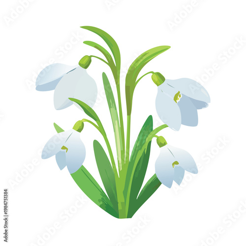 Snowdrop flowers with green stems and leaves against a white background