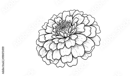 Foto Hand drawn marigold flower line art botanical black and white vector illustratio
