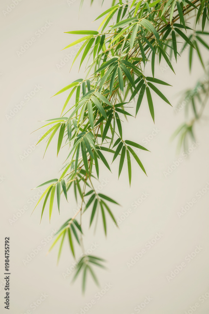 Fototapeta premium Bamboo枝叶垂落柔和背景