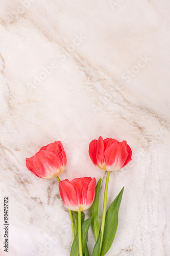 Three vibrant red tulips on marble surface
