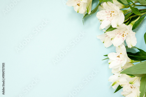 White alstroemeria flowers on light blue background