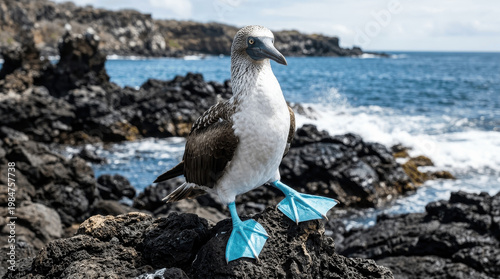 A blue footed booby is perched on black rocks near the ocean