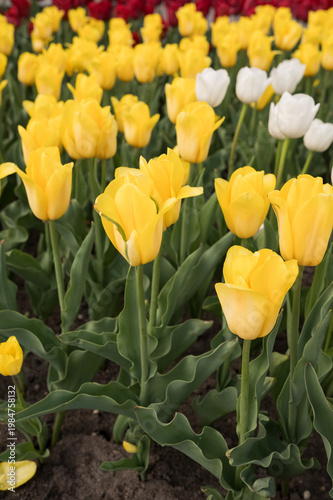 Vibrant yellow and white tulips in bloom in a colorful flower field